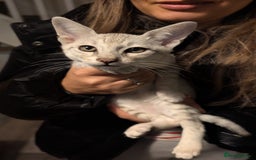 Savannah cats for sale: Savannah F6 kittens *Last one Left* - Image 16