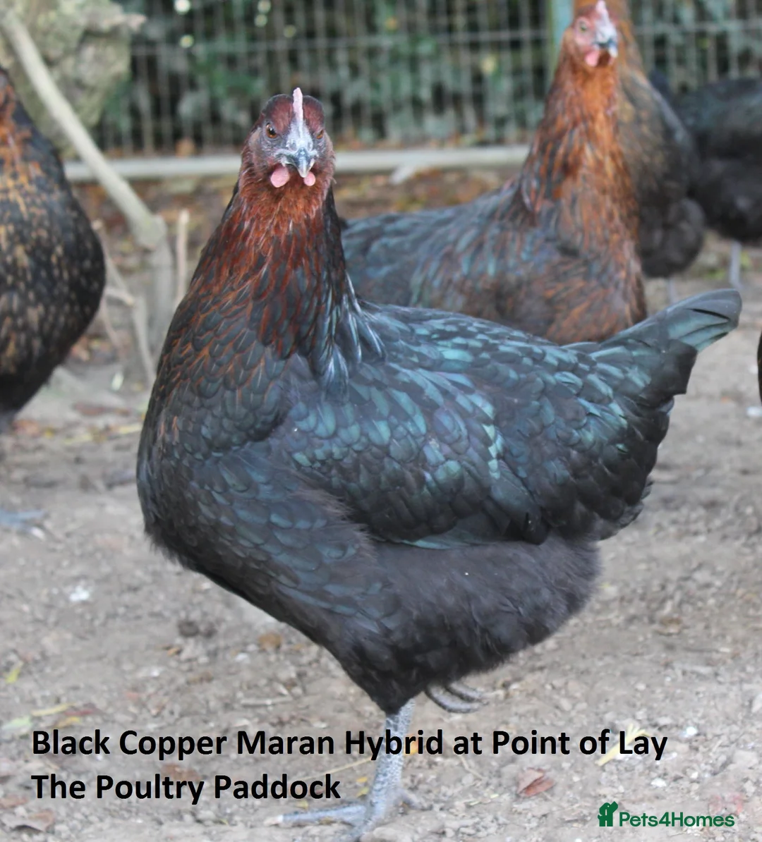 Chickens poultry for sale: Easter Egger Hens - Advert 4