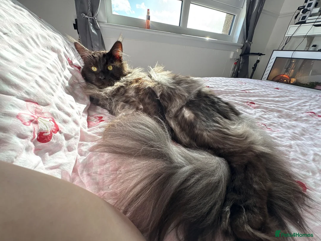 Mixed Breed cats for sale: Mainecoon cross kittens  - Advert 7