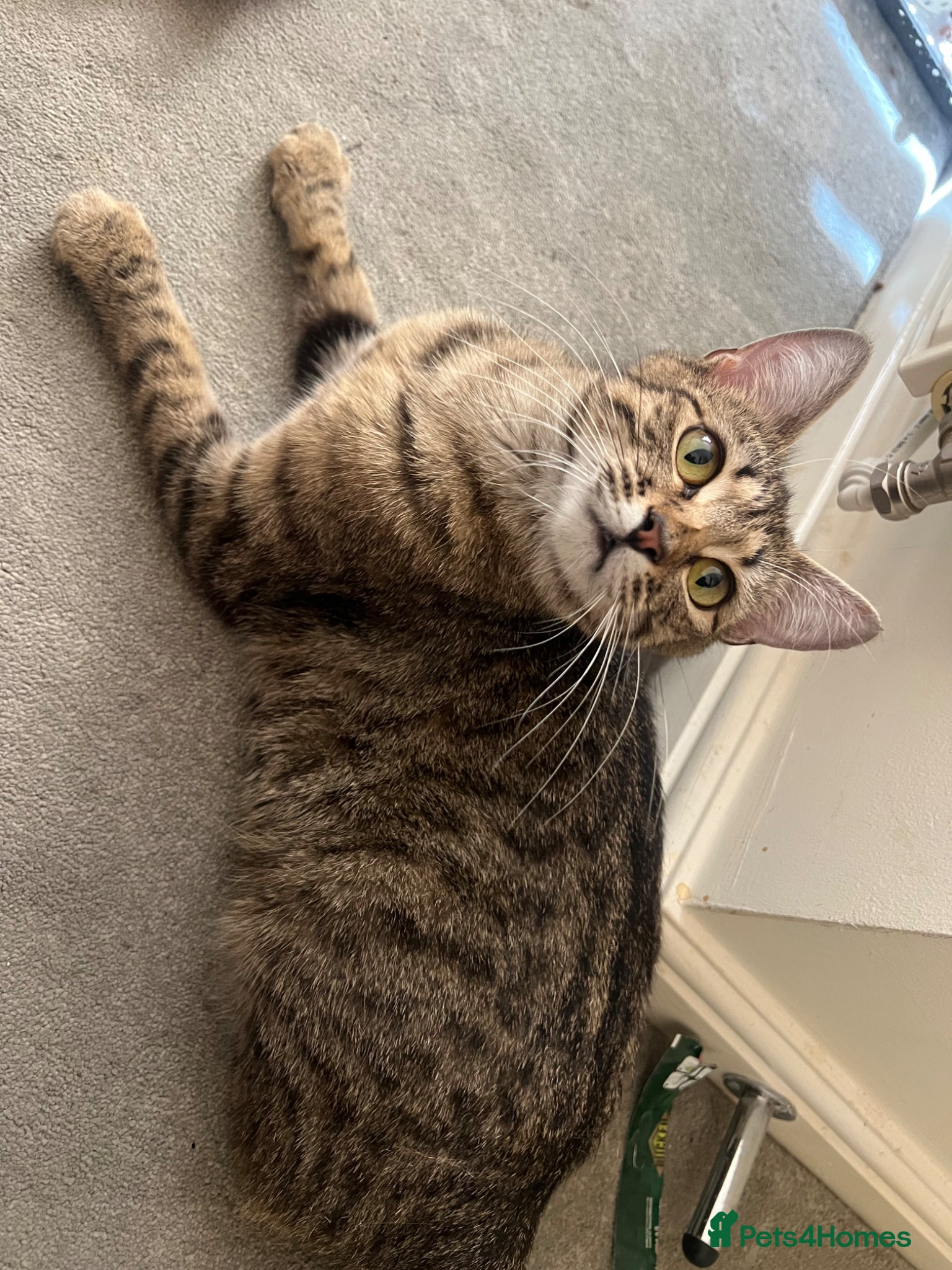 Mixed Breed cats Mixed bengal kittens  - Advert 1