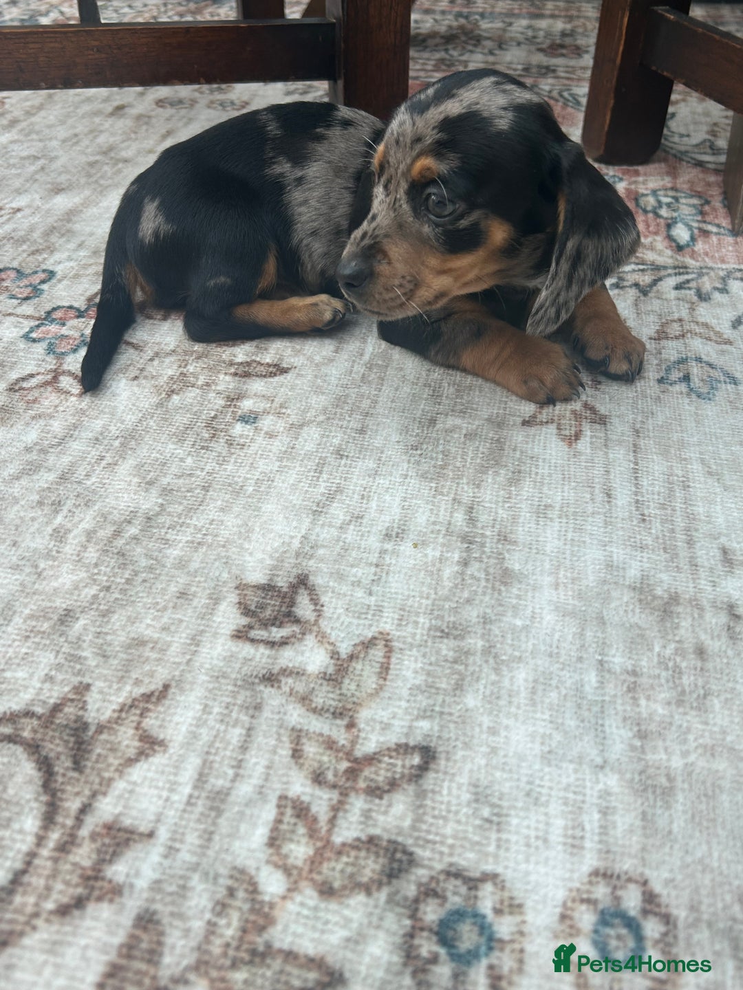 Miniature Dachshund dogs for sale: Miniature dachshund puppy’s  - Advert 21