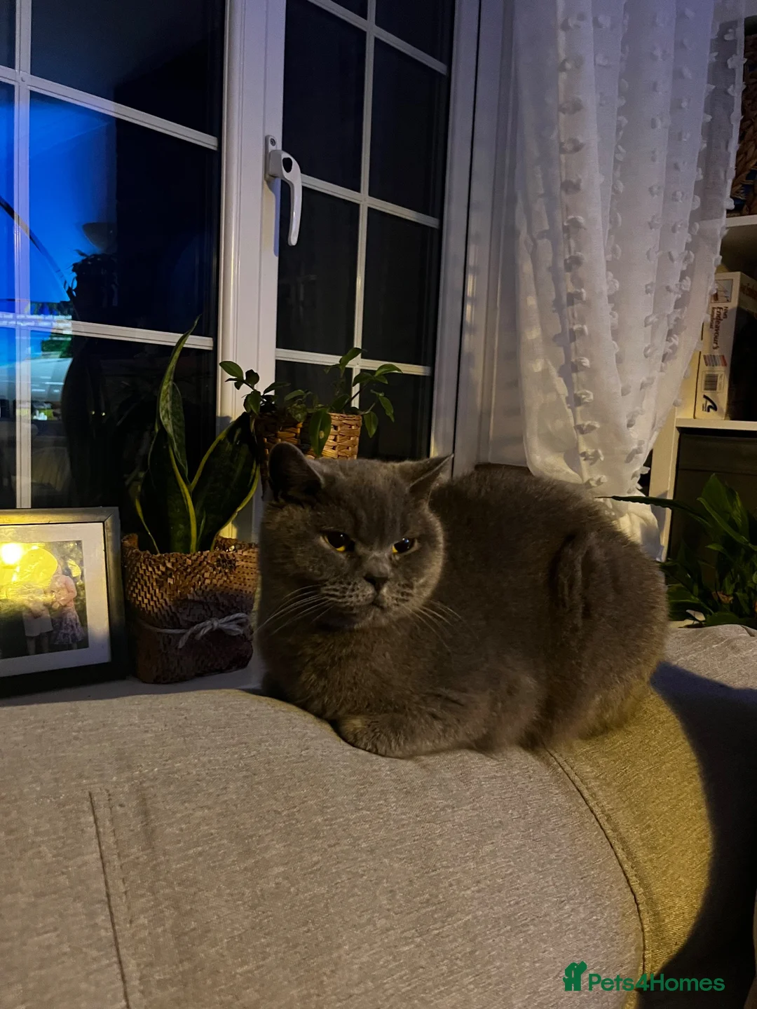 British Shorthair cats for sale: British shorthair mix (5 kittens ready to go) - Advert 2