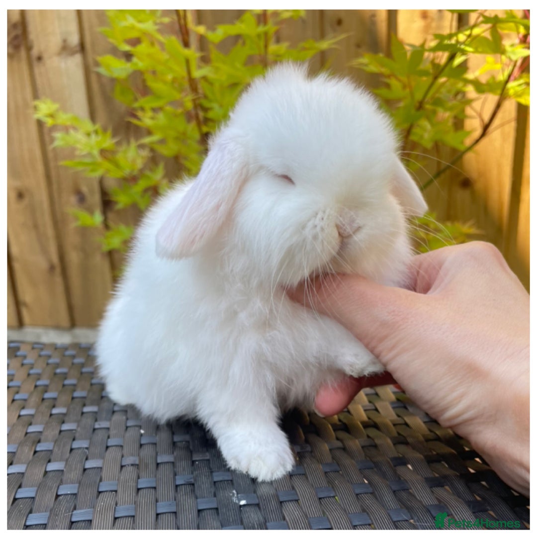 Mini Lop rabbits for sale: Beautiful mini lops for sale  in Nottingham - Image 8