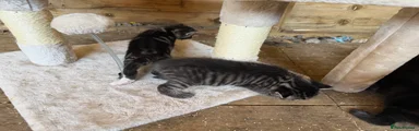 British Shorthair Kitten 5