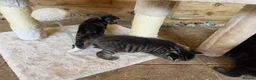 British Shorthair cats for sale: Kittens British shorthair x ragdoll  in Petersfield - Advert 2