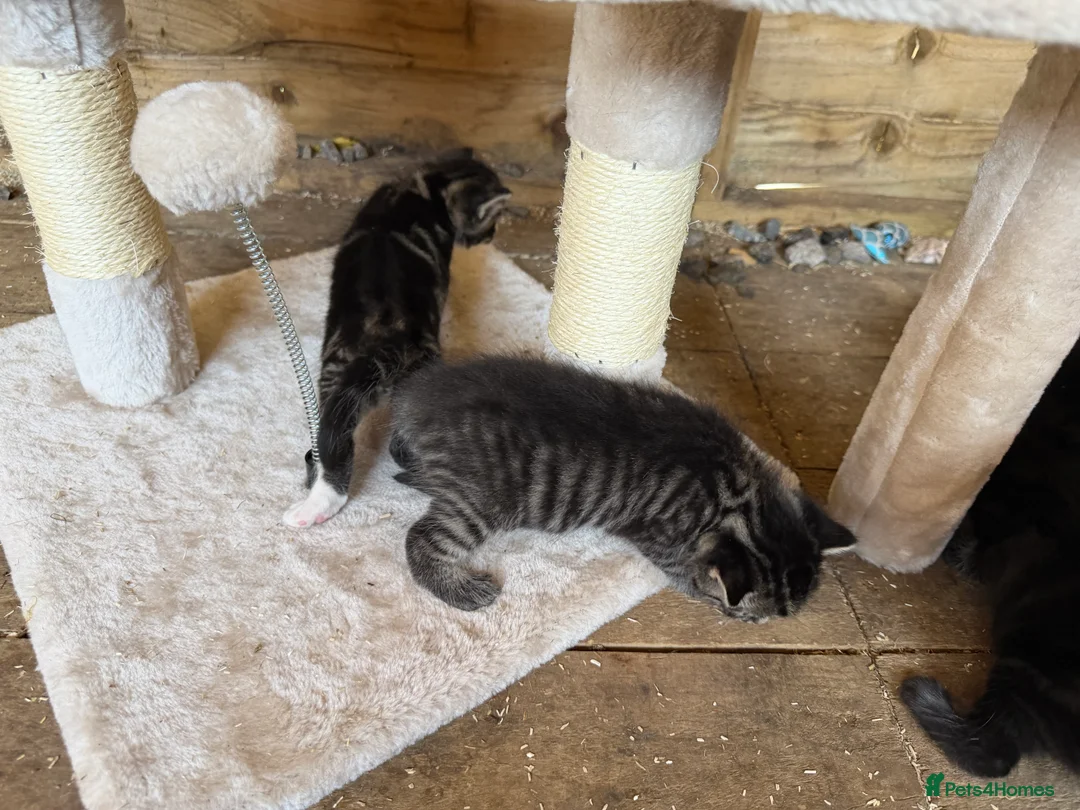 British Shorthair cats for sale: Kittens British shorthair x ragdoll  in Petersfield - Advert 2