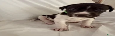 Boy 3 - green collar