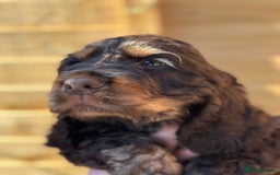 Cocker Spaniel dogs for sale: Show cocker spaniel pups health tested - Image 4