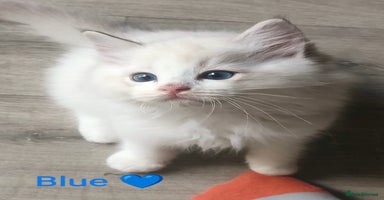 Ragdoll cats - Advert 2