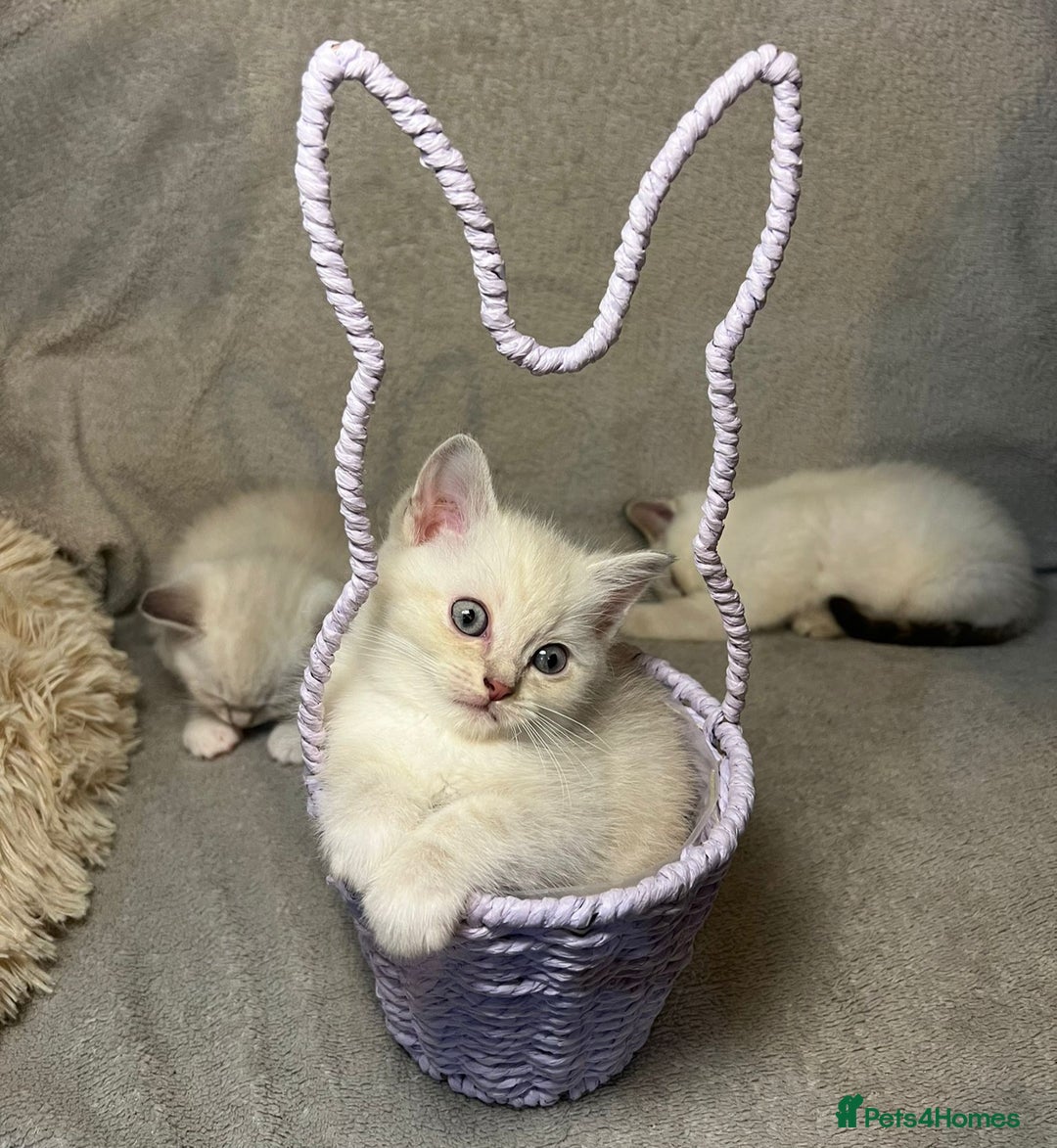 Mixed Breed cats for sale: 6 cute blue-eyed Ragdoll and BSH mix kittens  - Advert 20