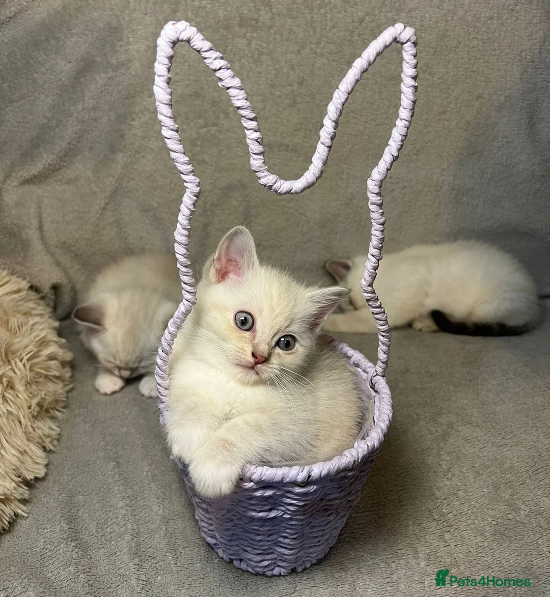 Mixed Breed cats for sale: 6 cute blue-eyed Ragdoll and BSH mix kittens  - Advert 20