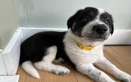 Border Collie dogs for sale: Unique Tri colour and piebald Border Collies  - Image 14