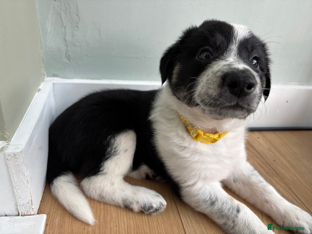 Border Collie dogs for sale: Unique Tri colour and piebald Border Collies  - Image 14