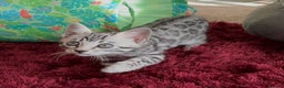 Bengal cats for sale: ⭐️Divine silver black spotted tabby bengal ⭐️ - Advert 7