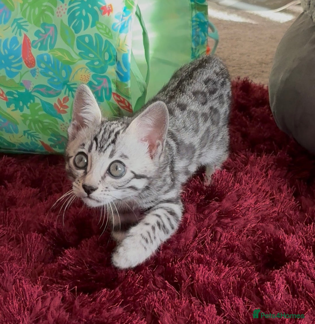 Bengal cats for sale: ⭐️Divine silver black spotted tabby bengal ⭐️ - Advert 7
