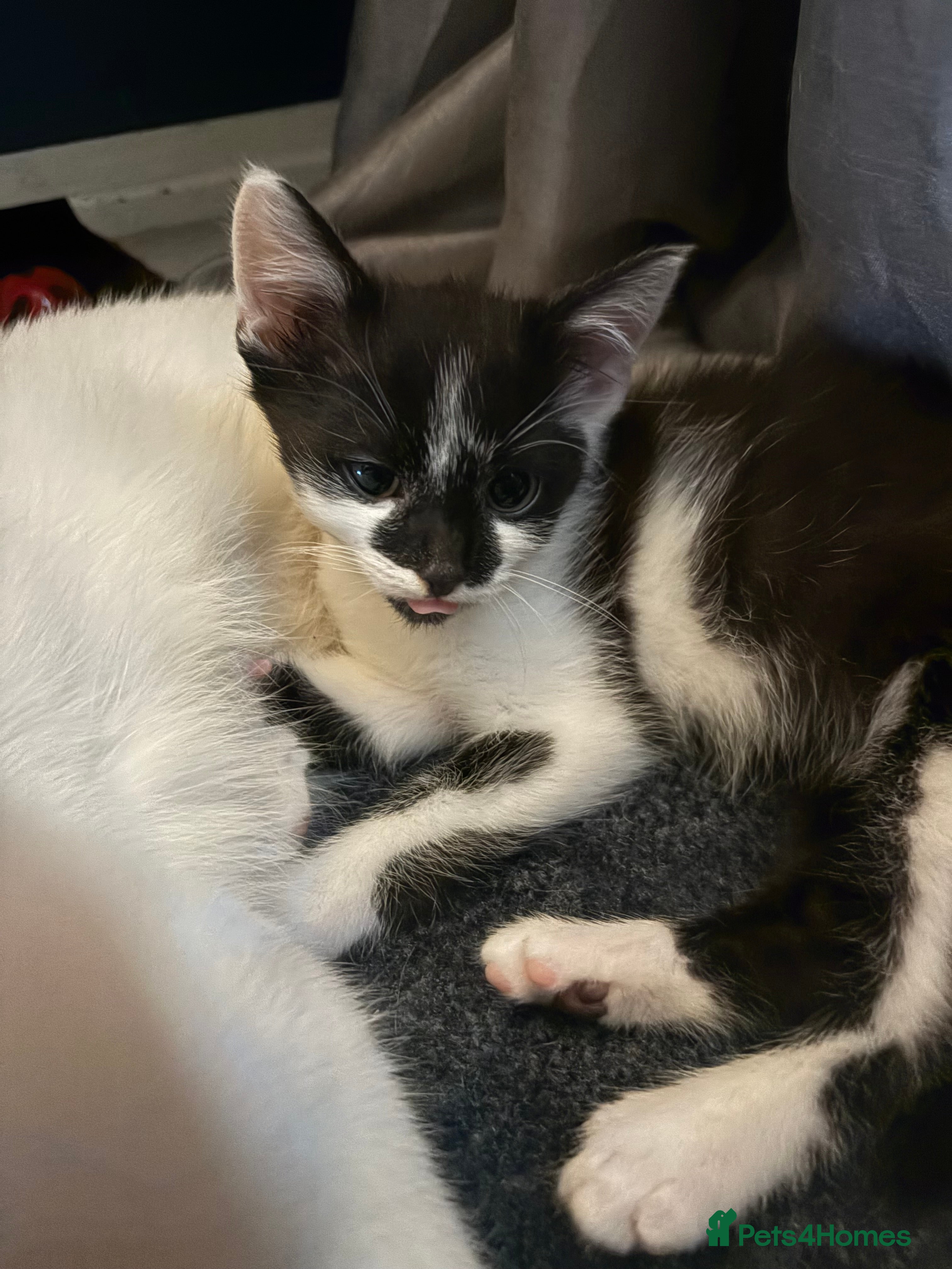 Mixed Breed cats Black and white male  - Advert 21