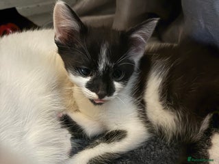 Mixed Breed cats Black and white male - Advert 21