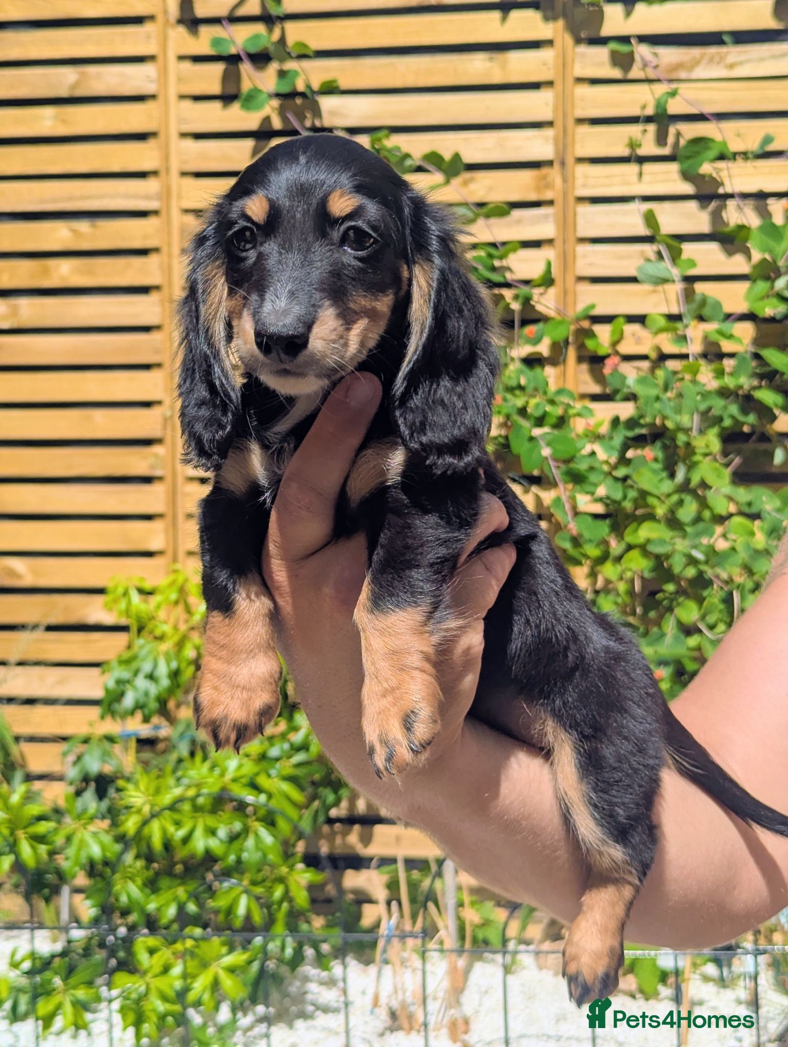 Miniature Dachshund dogs 🏆Champion longhaired miniature dachshund lines - Advert 1
