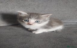 Mixed Breed cats for sale: 4 beautiful kittens ready for their forever home - Advert 1