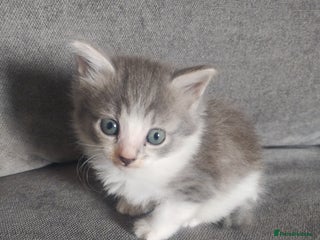 Mixed Breed cats - Advert 34