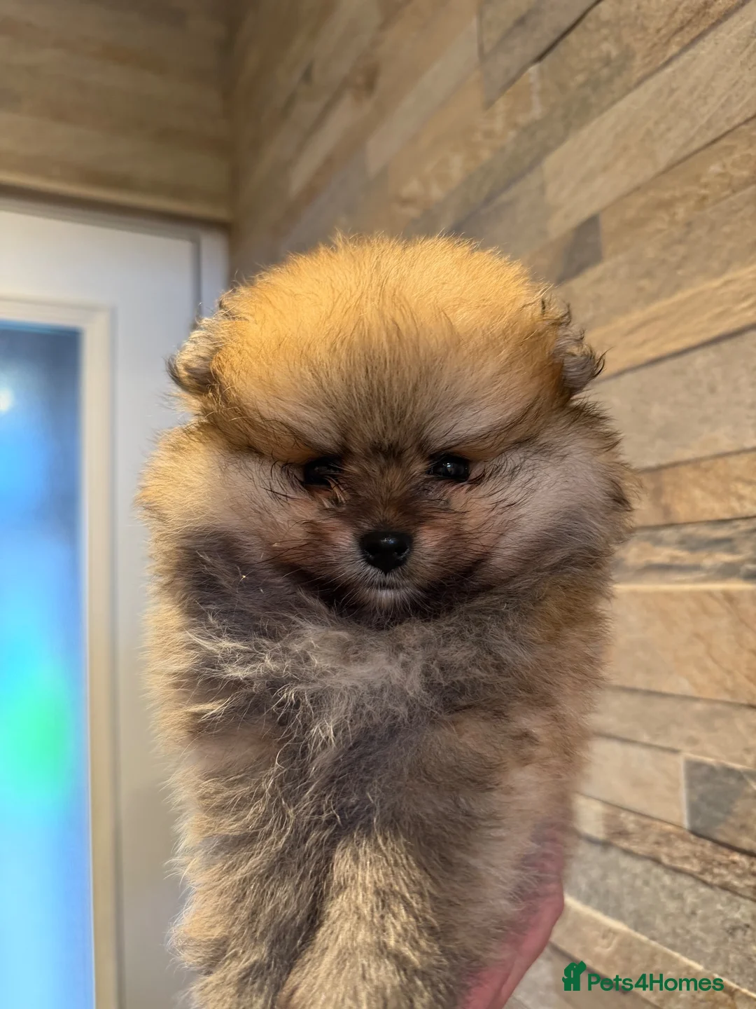 Pomeranian dogs for sale: Pomeranian Boy 🩶 - Advert 2