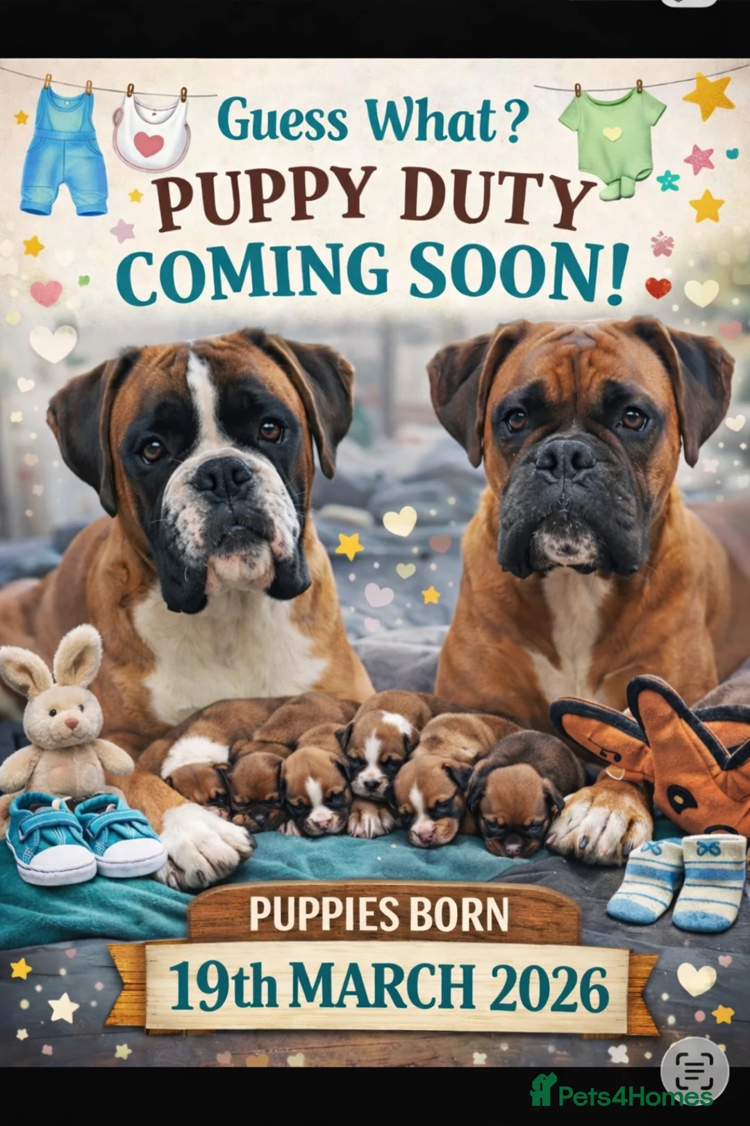 Boxer dogs for sale: Stunning KC Registered Boxer Puppies – 0% COI in Brentwood - Advert 1