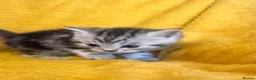 British Shorthair cats for sale: Stunning British Shorthair Kittens  - Advert 15