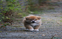 Japanese Akita Inu dogs for sale: ♥OUR PUPPIES ARRIVED♥ in Builth Wells - Image 30