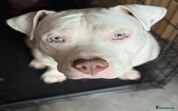 Mixed Breed dogs for sale: 11 month old American staffy x American bulldog - Image 1