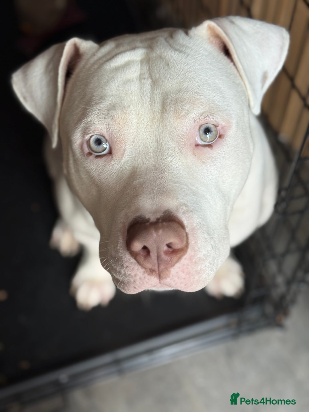 Mixed Breed dogs for sale: 11 month old American staffy x American bulldog - Image 1