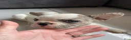 French Bulldog dogs for sale: French bulldog  - Advert 5