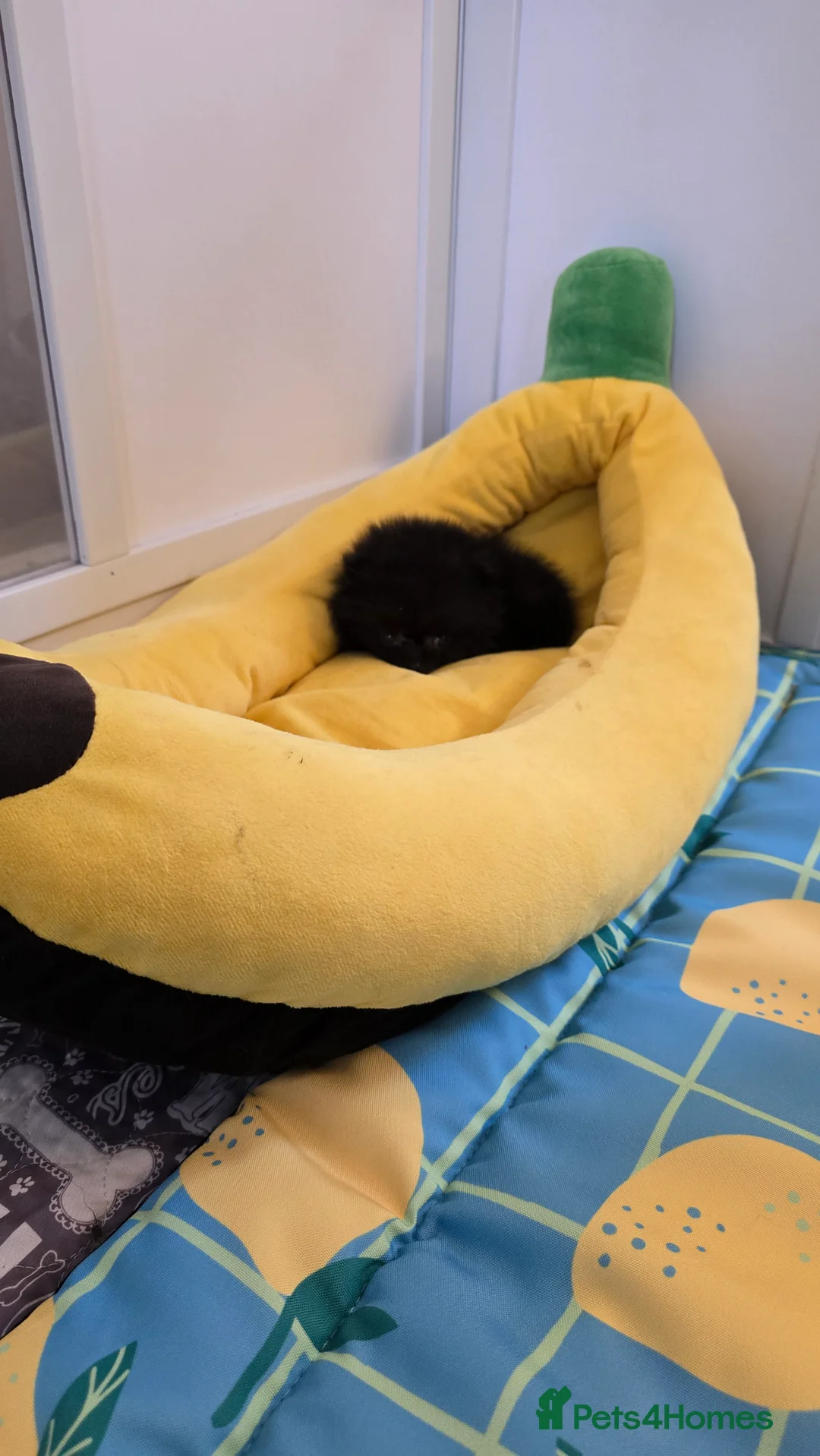 Pomeranian dogs for sale: 40+🏆 in lines 💙 only ready now! - Advert 3