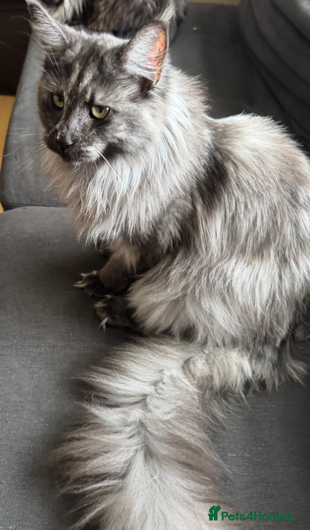 Maine Coon cats for sale: HURRY!! 10-MONTH-OLD MAINE COON KITTENS FOR SALE🐱 - Image 14
