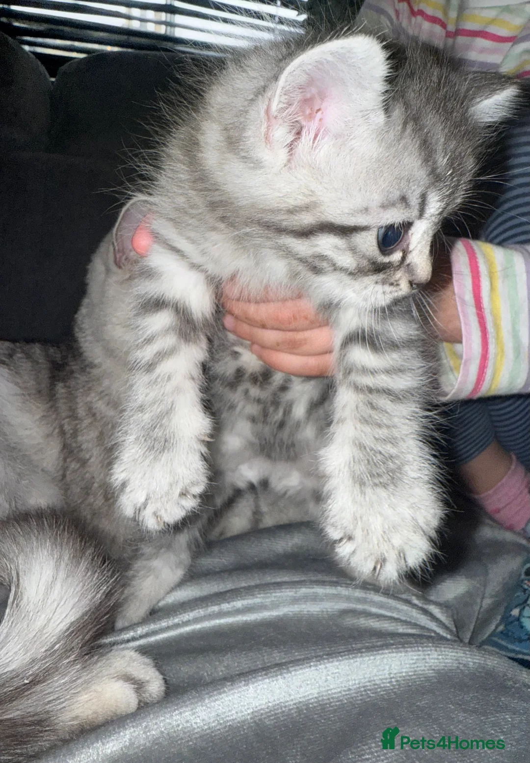 British Shorthair cats for sale: Kittens  - Advert 3