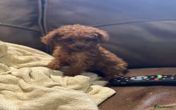 Toy Poodle dogs for sale: True Toy poodle puppies ready to leave  - Image 7