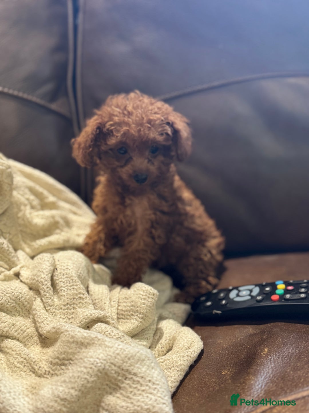 Toy Poodle dogs for sale: True Toy poodle puppies ready to leave  - Image 7