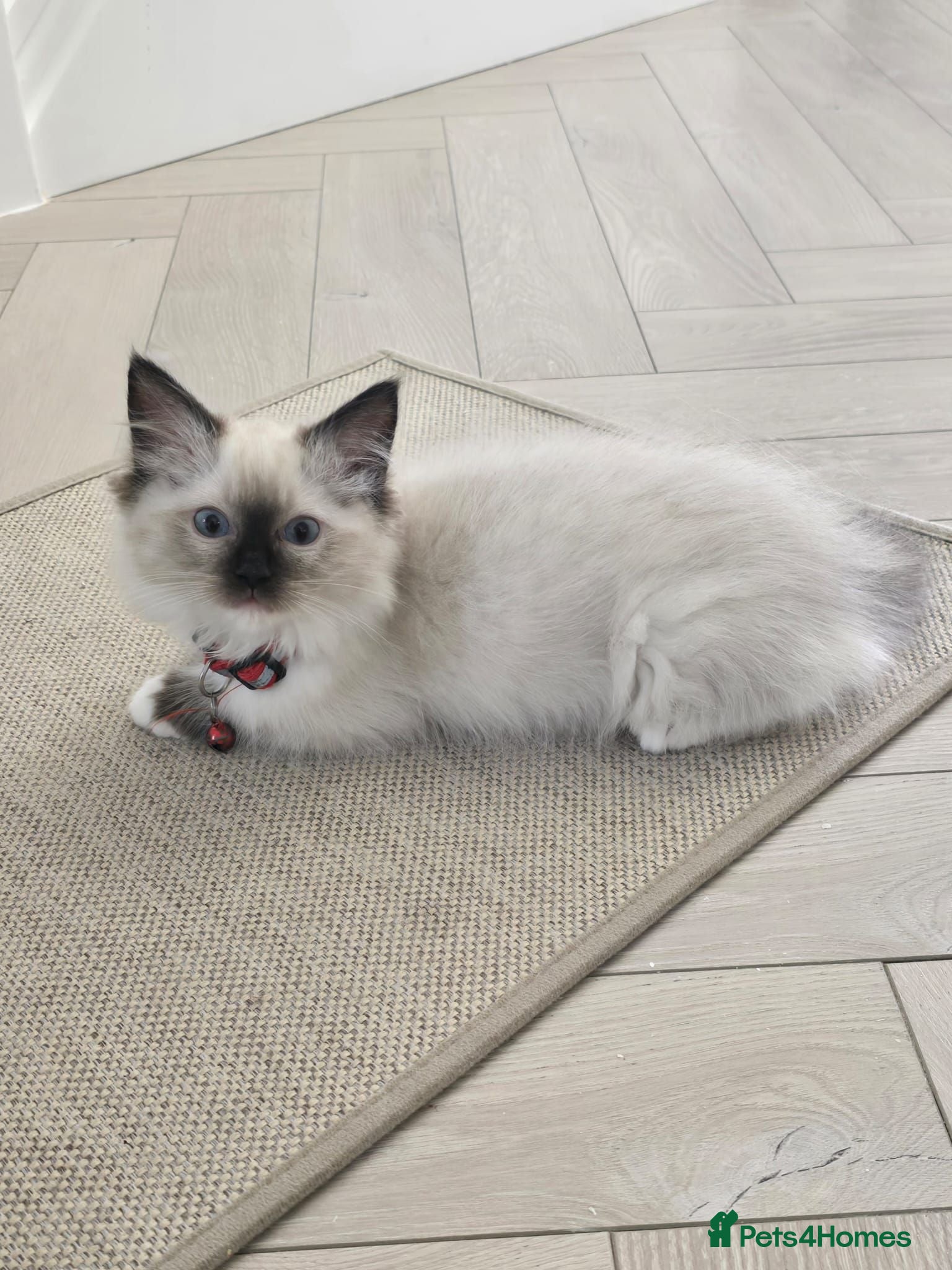 Ragdoll cats PEDIGREE RAGGDOLLS - Advert 2