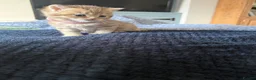 British Shorthair cats for sale: Exceptional Golden British Shorthair Kittens - Advert 5