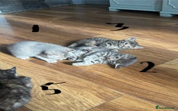 Mixed Breed cats for sale: Kittens (£250-£80) - Image 5