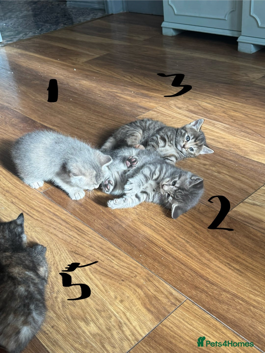Mixed Breed cats for sale: Kittens (£250-£80) - Image 5