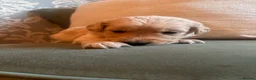 Golden Retriever dogs for sale: KC registered Golden Retrievers  - Advert 8