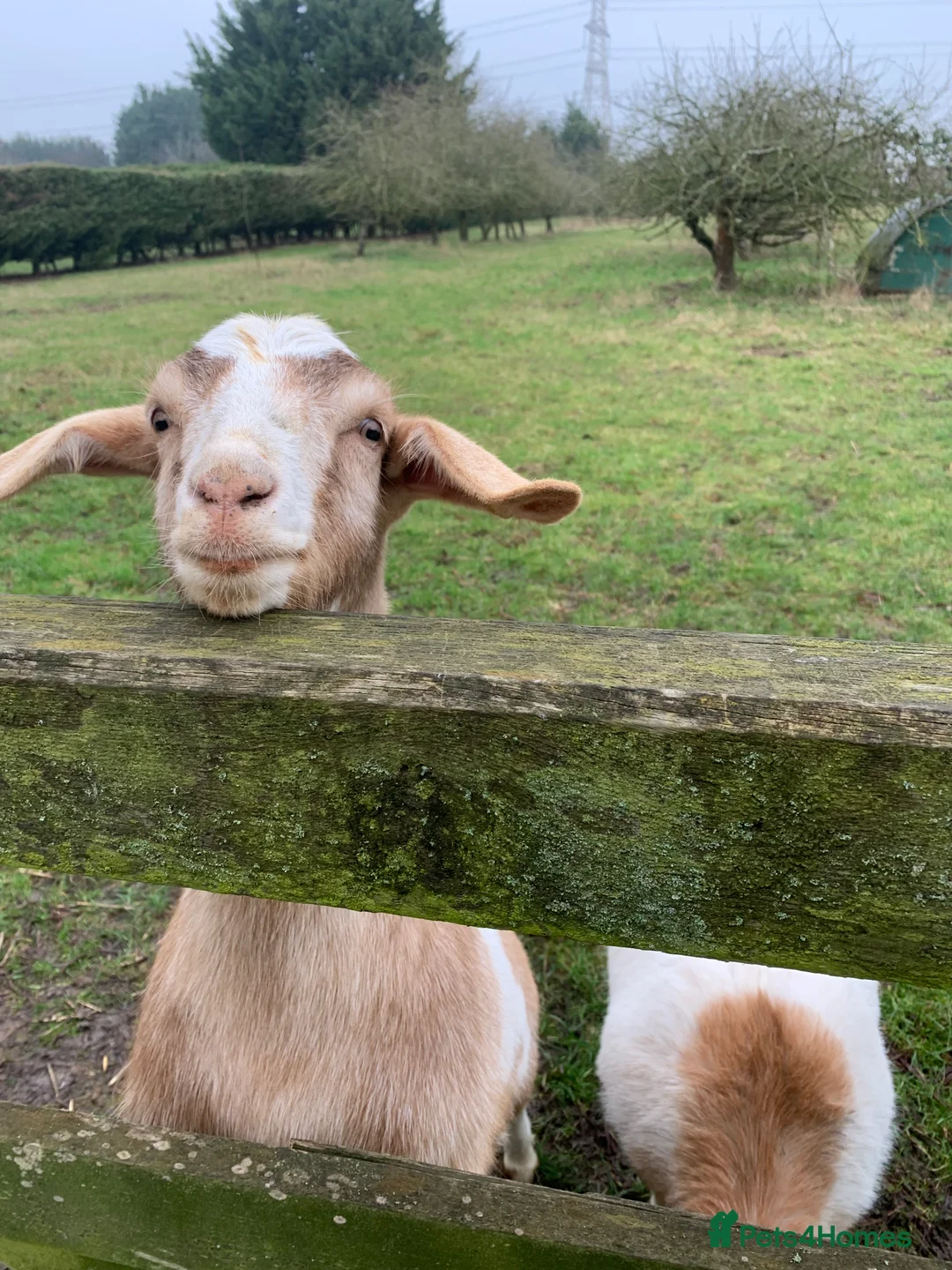 Goats livestock for sale: 2 Nannies -Anglo Nubian x Boar - Advert 5