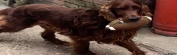 Irish Setter dogs for sale: Beautiful litter of Irish Setters available  - Advert 4