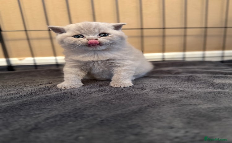 Scottish Fold cats - Advert 1