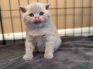Scottish Fold cats - Advert 3
