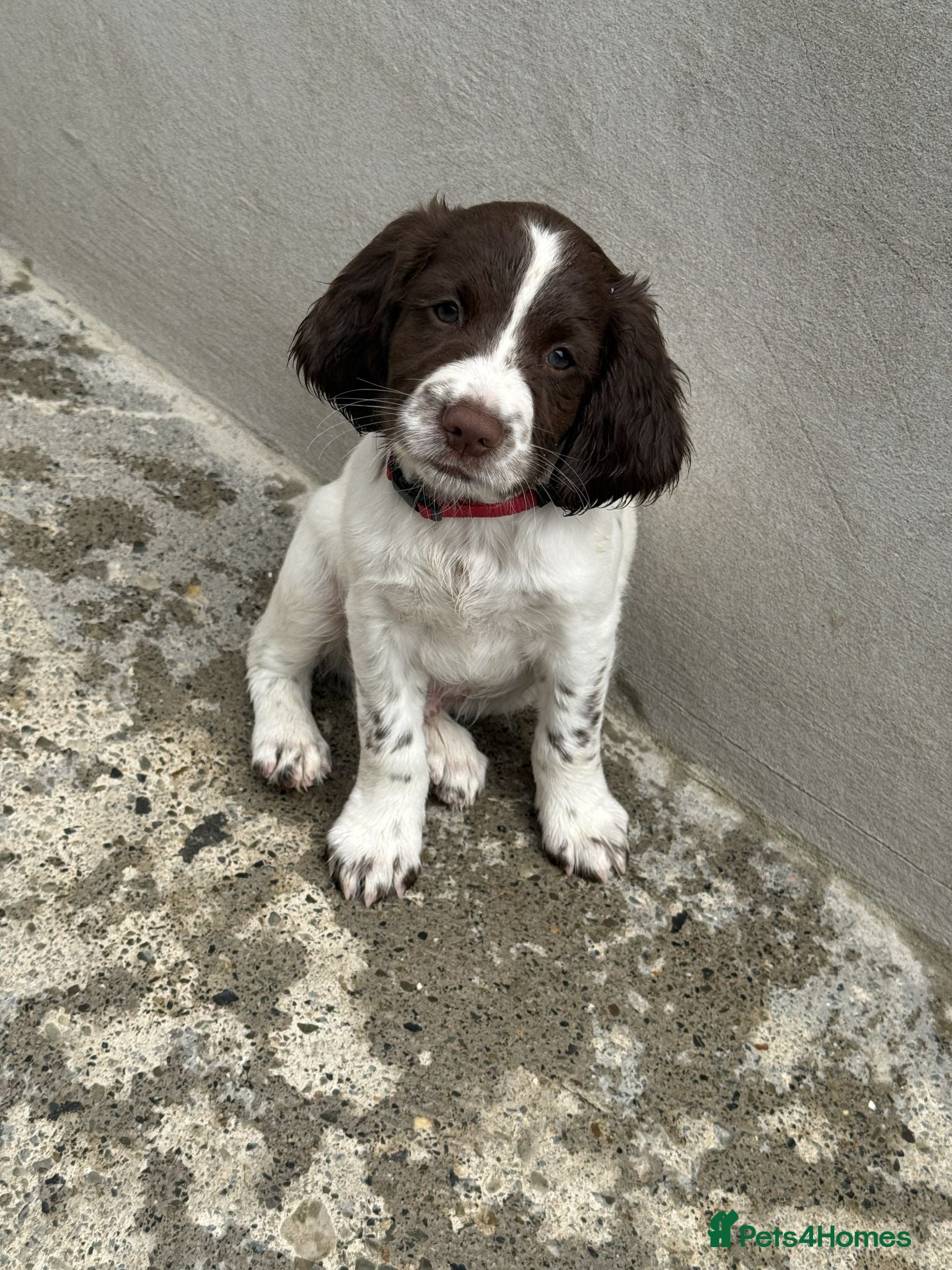 English Springer Spaniel dogs Springer spaniel puppies  - Advert 1