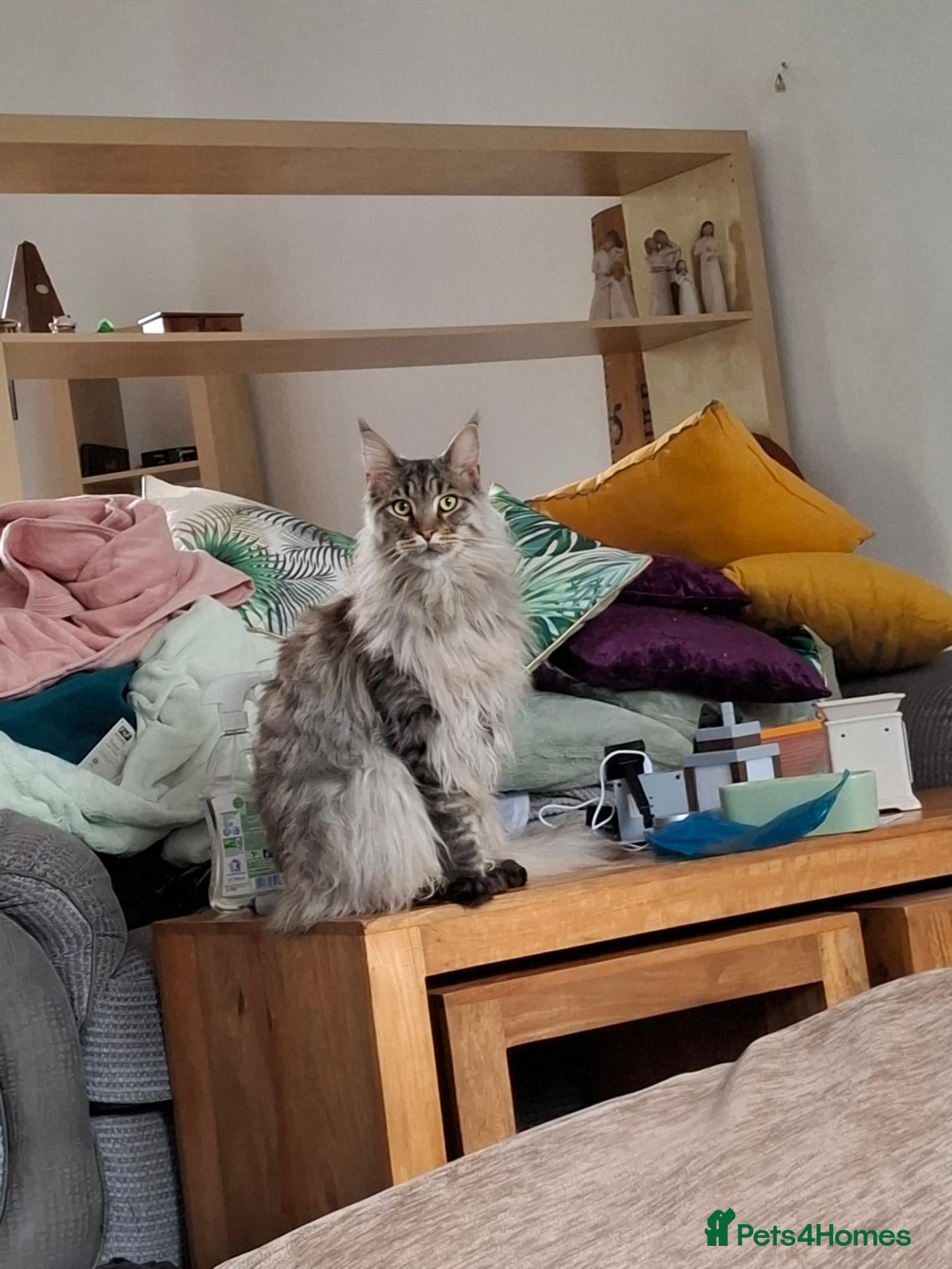 Maine Coon cats 2 year old Maine coon male cat - Advert 15