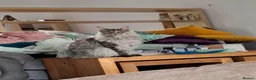 Maine Coon cats for sale: 2 year old Maine coon male cat in Kelty - Advert 1