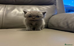 British Shorthair cats for sale: British Shorthair Kittens - Image 6