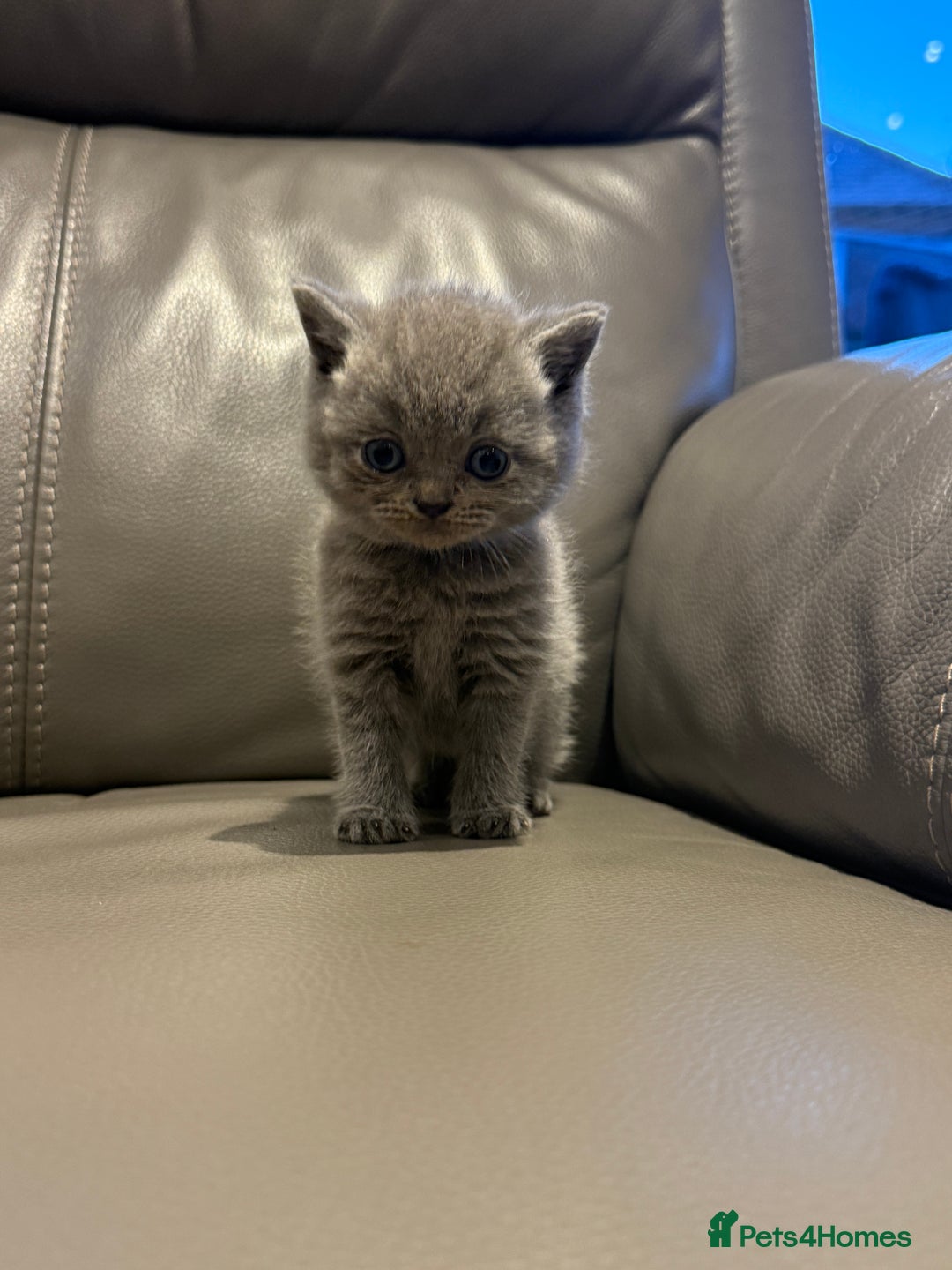 British Shorthair cats for sale: British Shorthair Kittens - Image 6